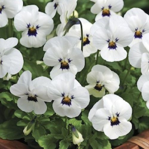 FLEURS PENSEE BLANCHE BQ (FRANCE)