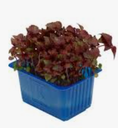CRESS SHISO RED PUNNET - CRESS SHISO ROUGE BQT