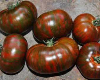 TOMATO CHOCOLATE STRIPE -KG  TOMATE CHOCOLAT -KG