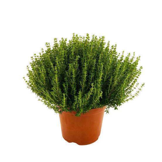THYME POT - THYM POT