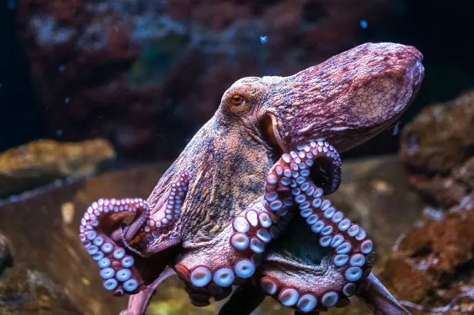 octopus froggy gourmet