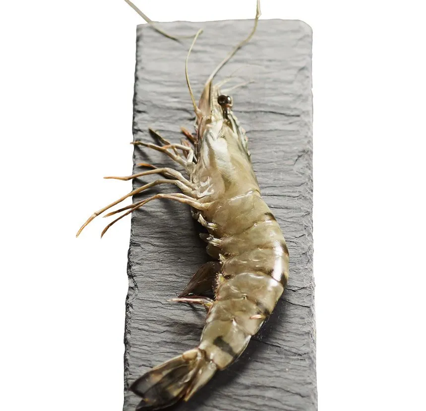 SHRIMPS RAW 16/20 BLACK TIGER -1 KG CREVETTE ENTIERE 16/20 BLACK TIGER 1 KG