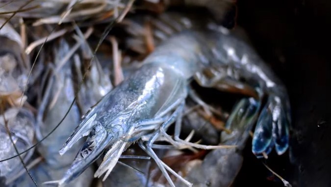 PRAWN OBSIBLUE 21/30 - BOX CREVETTES OBSIBLUE 21/30 - BOX