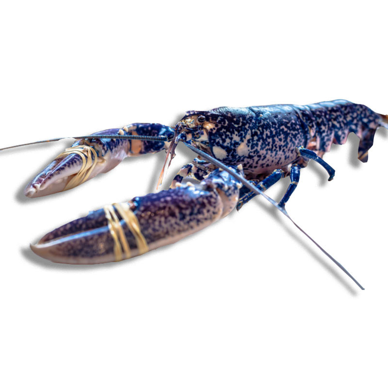 LOBSTER FROZEN 140/190GR PC HOMARD BLEU BRETAGNE 140/190GR PC