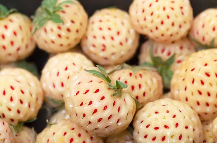 STRAWBERRY WHITE - BQT FRAISE ANANAS - BQT