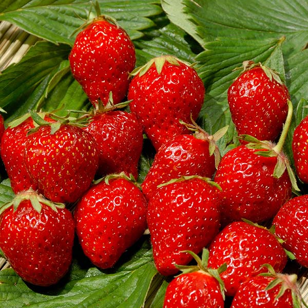 STRAWBERRY MARA DES BOIS - BQT FRAISE MARA DES BOIS - BQT