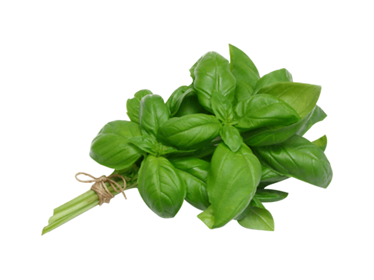 BASIL - BUNCH BASILIC - BOTTE