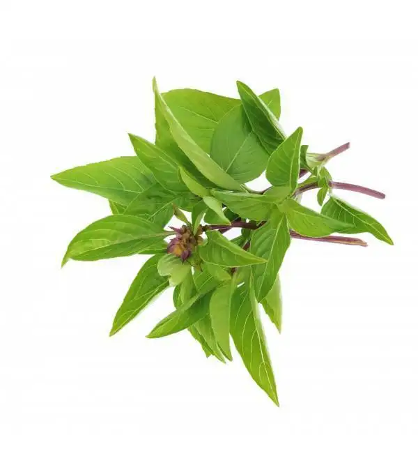 BASIL THAI - BUNCH BASILIC THAI - BOTTE