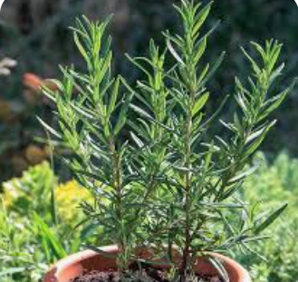 ROSEMARY PLANT - POT ROMARIN POT