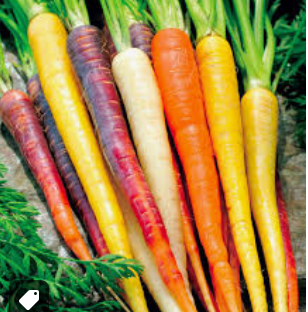 CARROTS MIX COLOURS - BUNCH CAROTTES MIX COULEURS - BTE