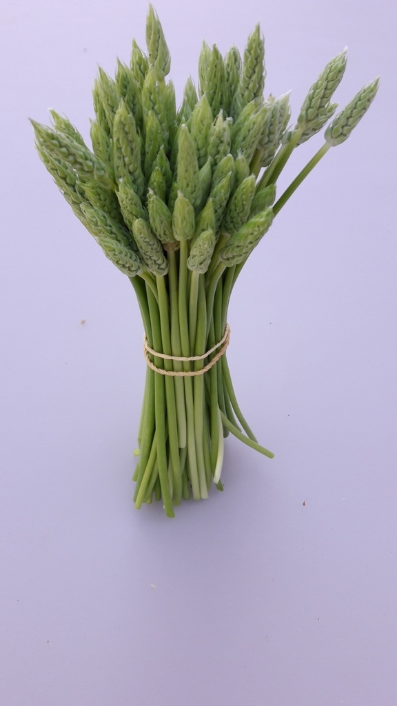 ASPARAGUS WILD - BUNCH ASPERGE DES BOIS SAUVAGE - BOTTE
