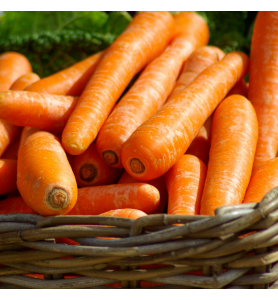 CARROT NEW EXTRA - KG CAROTTE EXTRA - KG