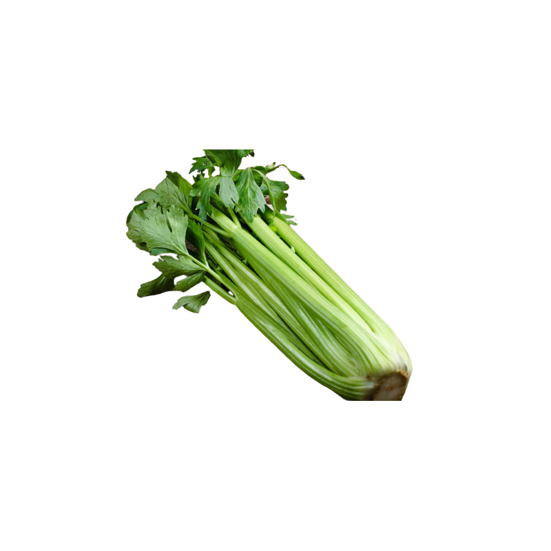 CELERY STALKS - KG CELERIE BRANCHE - KG