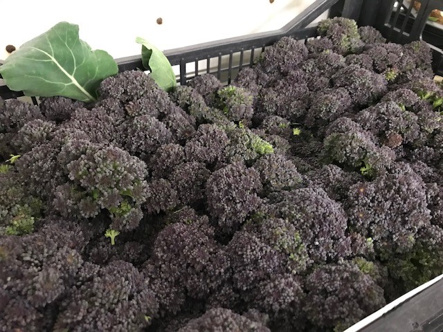 BROCCOLI PURPLE - BROCOLI VIOLETTE