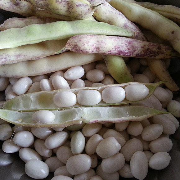 BEAN BUTTER - KG HARICOT BEURRE - KG