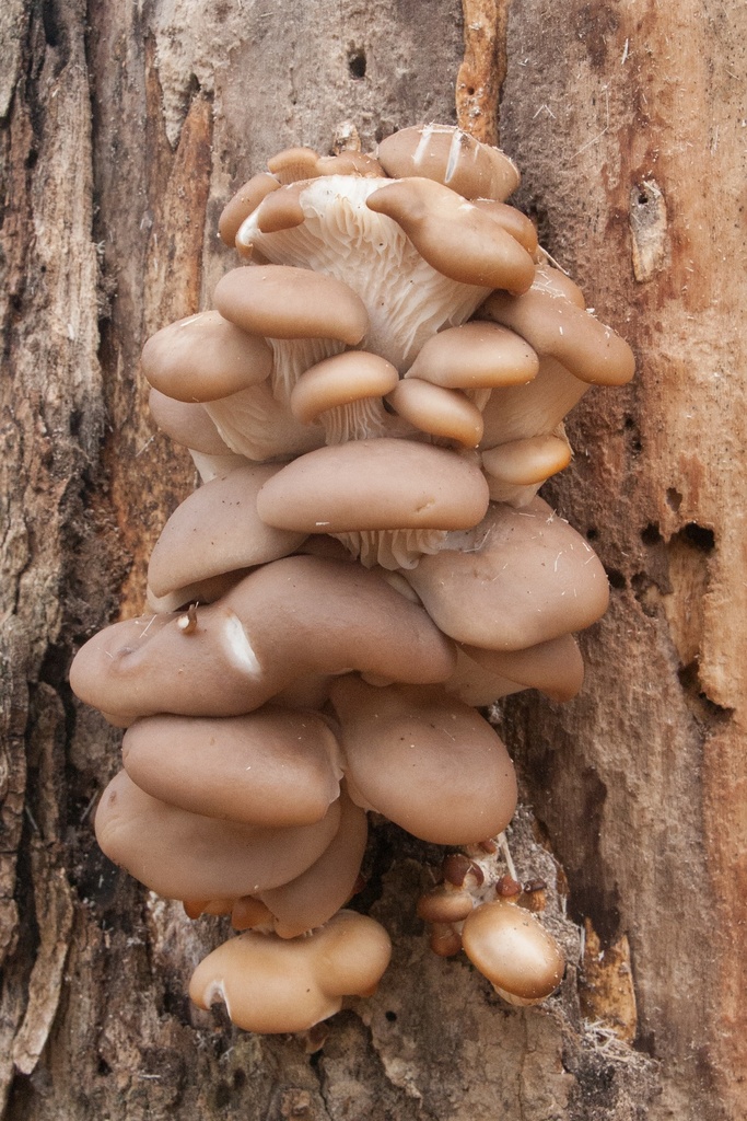 MUSHROOMS OYSTER - KG PLEUROTES - KG