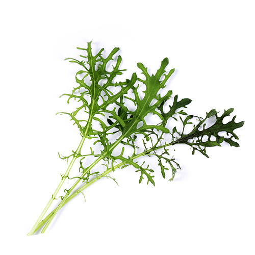 BABY MUSTARD CURLY GREEN - KG POUSSE MOUTARDE FRISEE VERTE - KG
