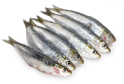 SARDINE MEDITERRANEAN – SARDINE MÉDITERRANÉE