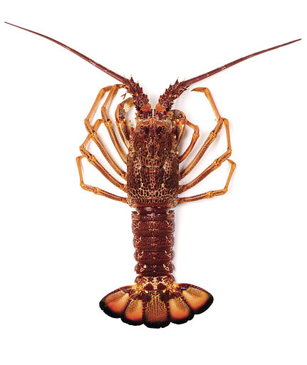 CRAY TAILS, FROZEN, 460/520 X 1 LANGOUSTE CONGELE, 460/520 X1