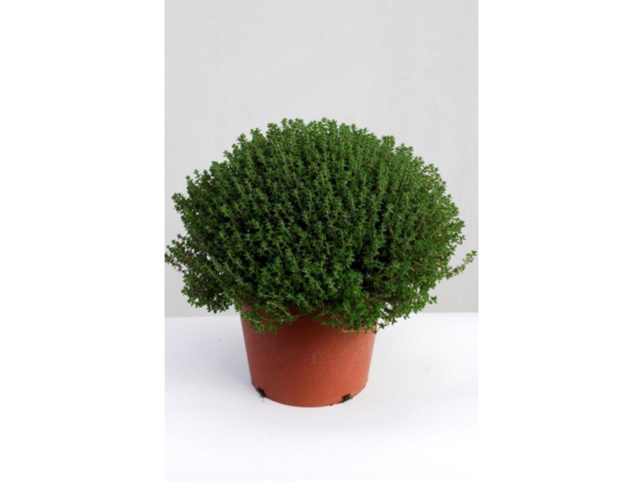BOULE AU THYM - PC BOULE AU THYM - PC