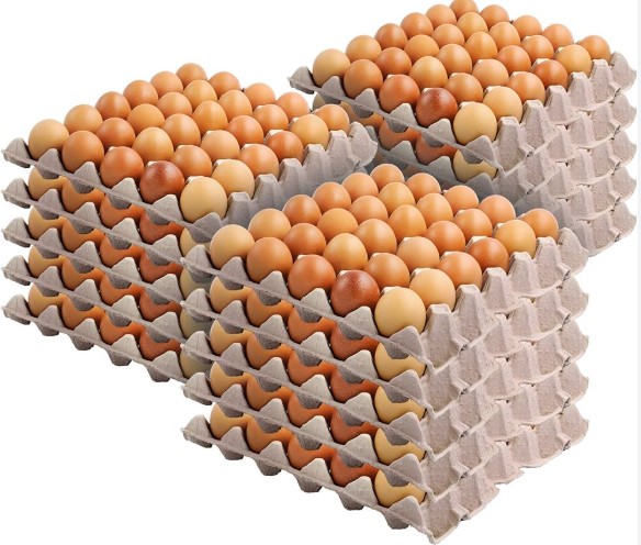 EGGS - 360 ŒUFS - 360