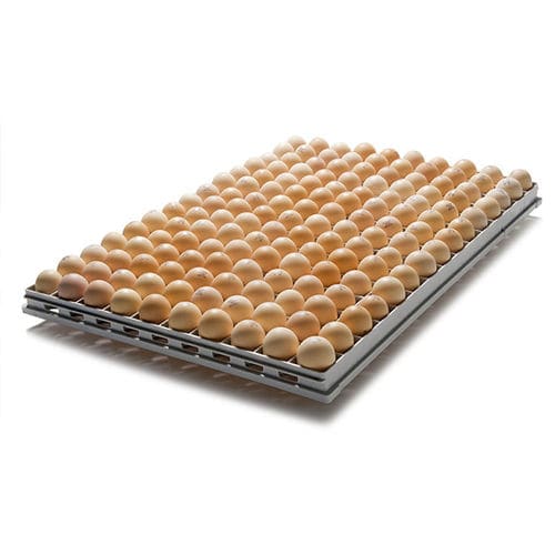 EGGS LARGE - 180 OEUFS GROS - 180