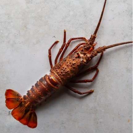 TRISTAN LOBSTER/RAW 246-270GR/PC TRISTAN LOBSTER/RAW 246-270GR/PC