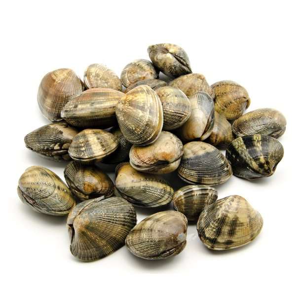 CLAMS ATLANTIC N/EST - VONGOLE -1 KG PALOURDE 1KG