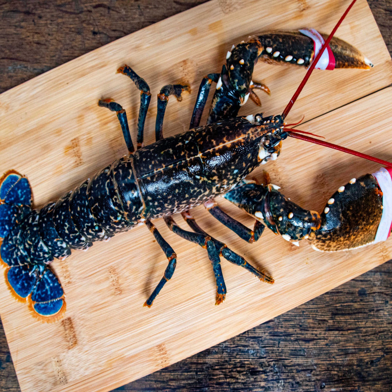 BLUE LOBSTER 500/600GR - KG HOMARD BLEU 4/600GR, KG