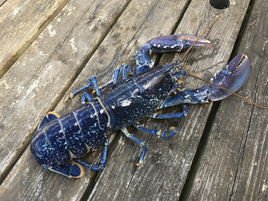 BLUE LOBSTER 8/1000GR ATLANTIC N/EST HOMARD BLEU 8/1000GR, KG