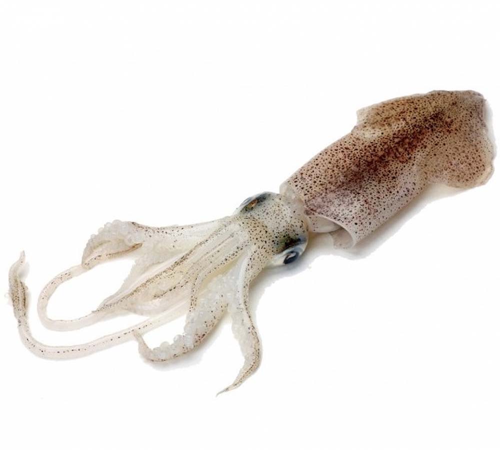 CALAMARI 1/200GR -  CALAMAR 1/200GR 