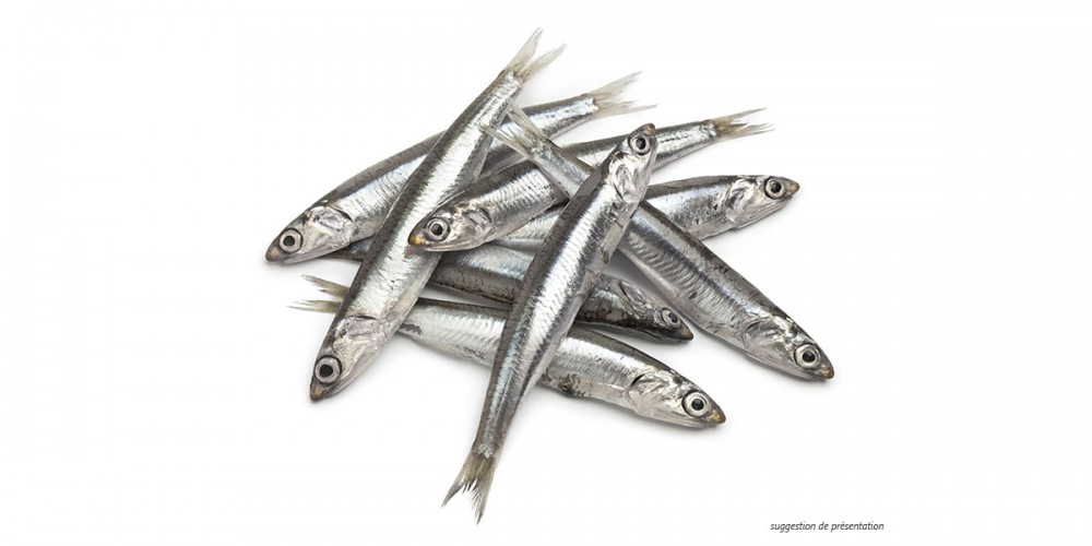 MEDITERRANEAN ANCHOVY -ANCHOIS MÉDITERRANÉE