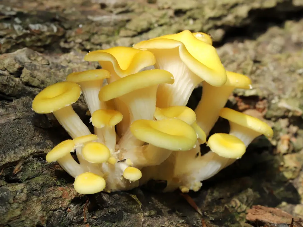 OYSTER MUSHROOMS YELLOW-KG / CHAMPIGNONS PLEUROTES JAUNE- KG