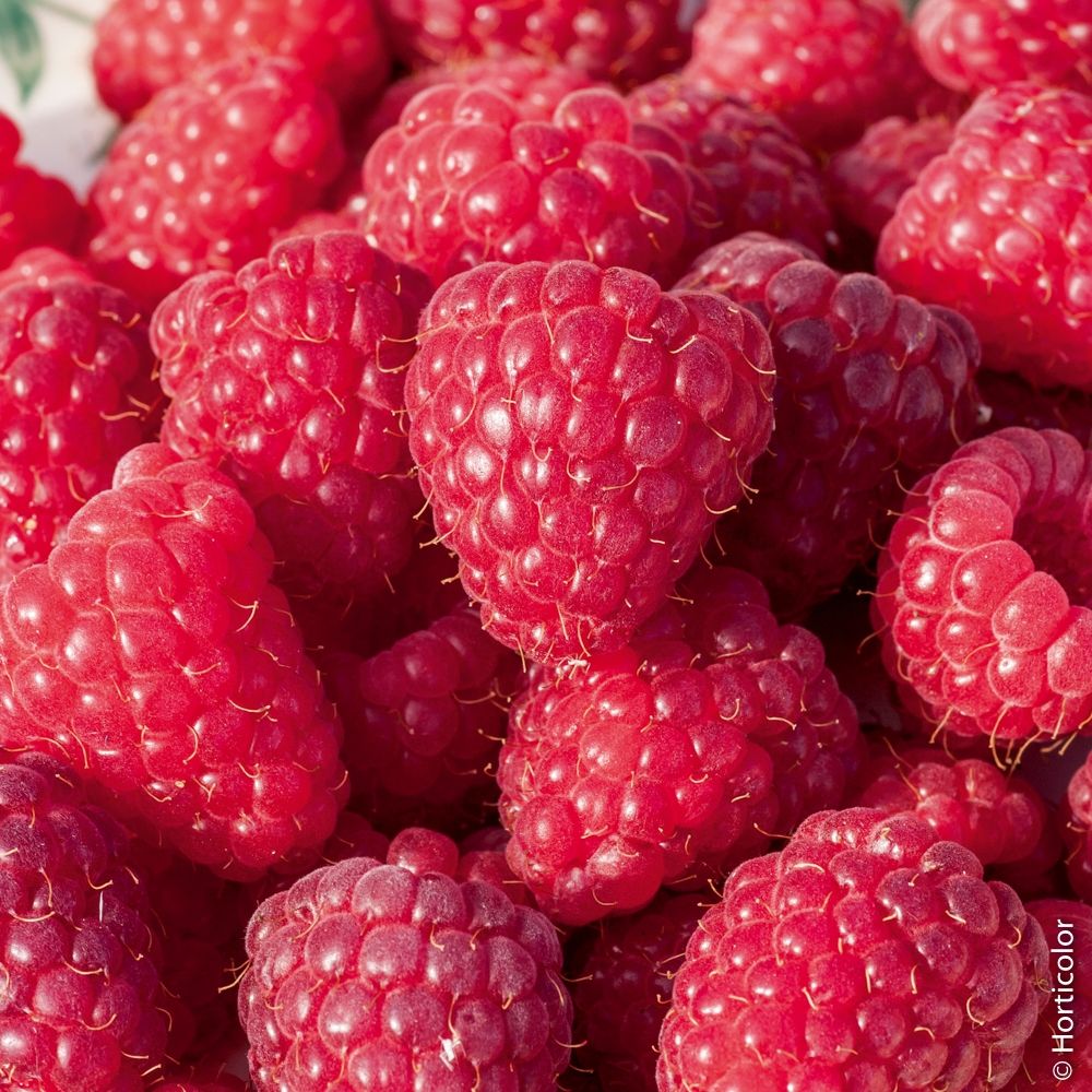 TULAMEEN RASPBERRY - PUNNET FRAMBOISE TULAMEEN- BQT 