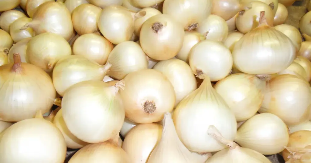 OIGNON DOUX CEVENNES - SWEET ONIONS 