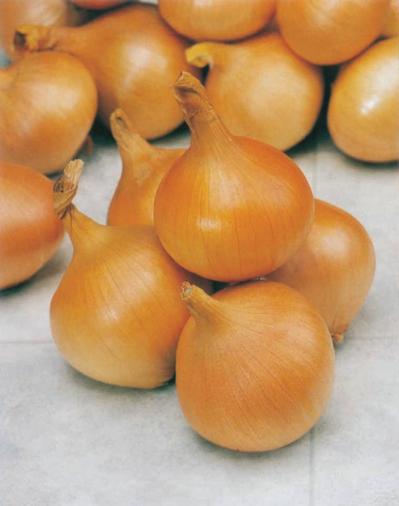 ONION AUXONNE - KG OIGNON AUXONNE - KG