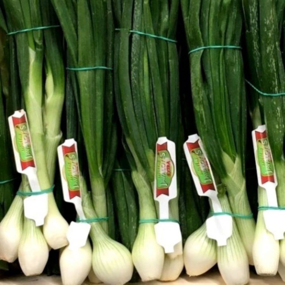 OIGNON BOTTE IMPORT (ITALIE)