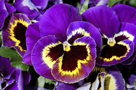 PURPLE PANSY FLOWERS-PUNNET FLEURS PENSEE VIOLETTE. BQ (FRANCE)