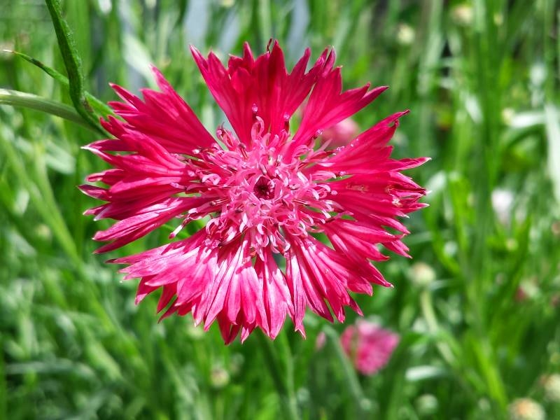 FLEURS BLEUET ROUGE BQ (FRANCE)