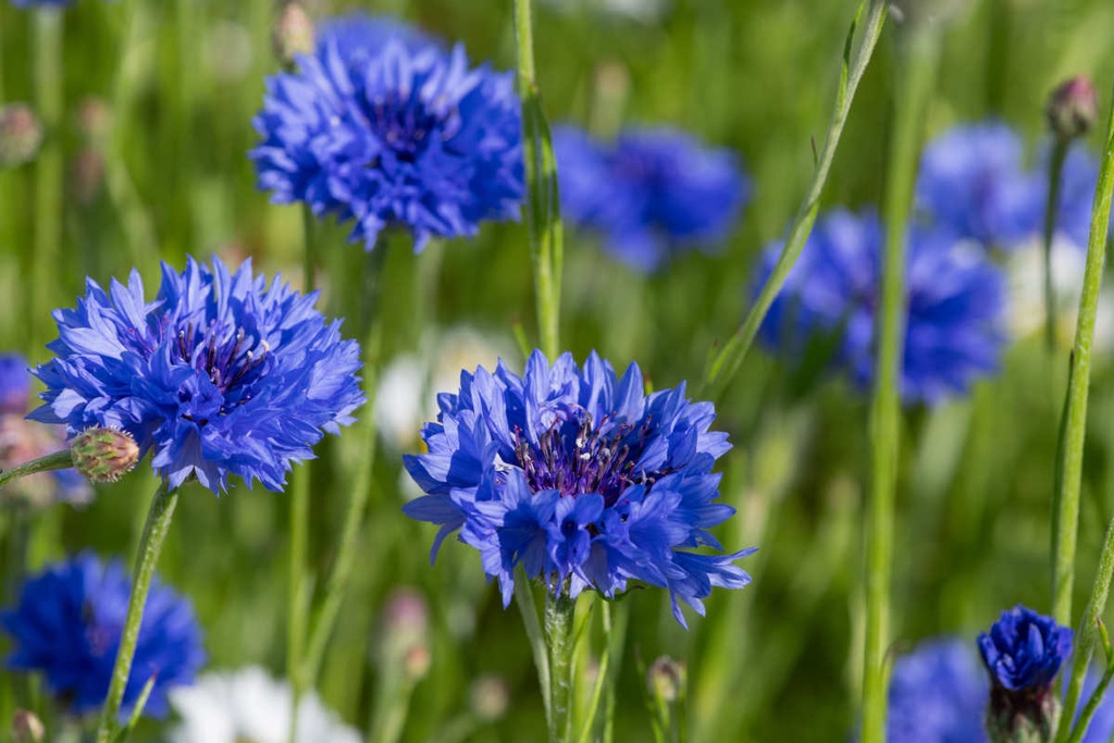 EDIBLE FLOWERS BLEUET BLEU PNT- FLEURS BLEUET BLEU BQT