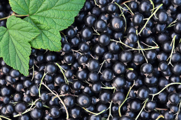 BLACKCURRANT - PUNNET CASSIS - BQT