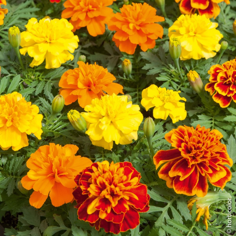 EDIBLE FLOWERS OEILLET D'INDE PNT - FLEURS OEILLET D'INDE BQT