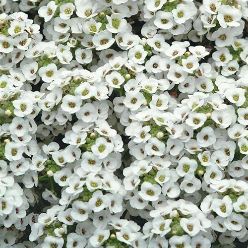 EDIBLE FLOWERS ALLYMIS WHITE (ALYSSE) PNT- FLEURS ALLYMIS BLANCHE (ALYSSE) BQT