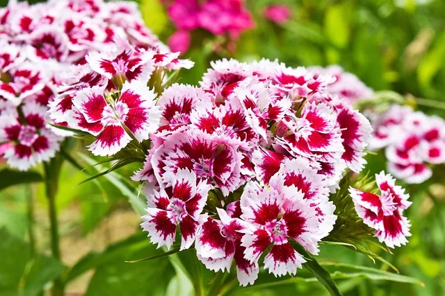 EDIBLE FLOWERS OEILLET DE CHINE PNT - FLEURS OEILLET DE CHINE BQT