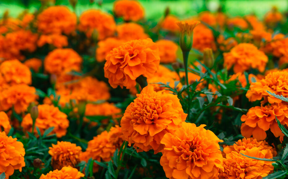 FLEURS TAGETE BQ (FRANCE)