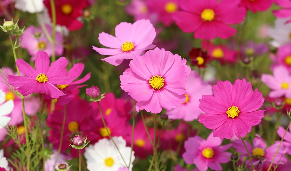 FLOWERS COSMOS (FRANCE) PNT - FLEURS COSMOS (FRANCE) BQT