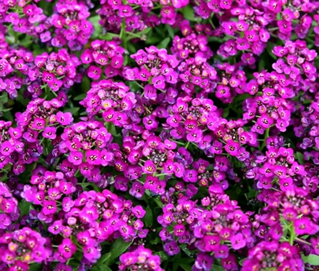EDIBLE FLOWERS ALLYMIS VIOLETTE (ALYSSE) PNT - FLEURS ALLYMIS VIOLETTE (ALYSSE) BQT