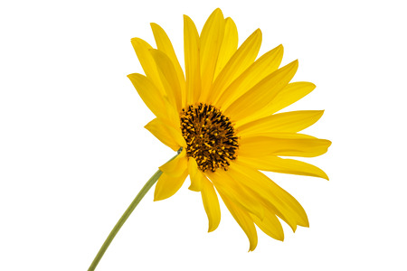 FLEURS TOPINANBOUR BQ (FRANCE)