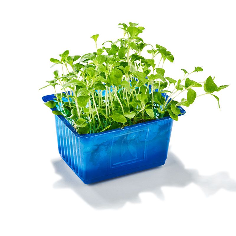 CRESS HONNY - CRESS HONNY