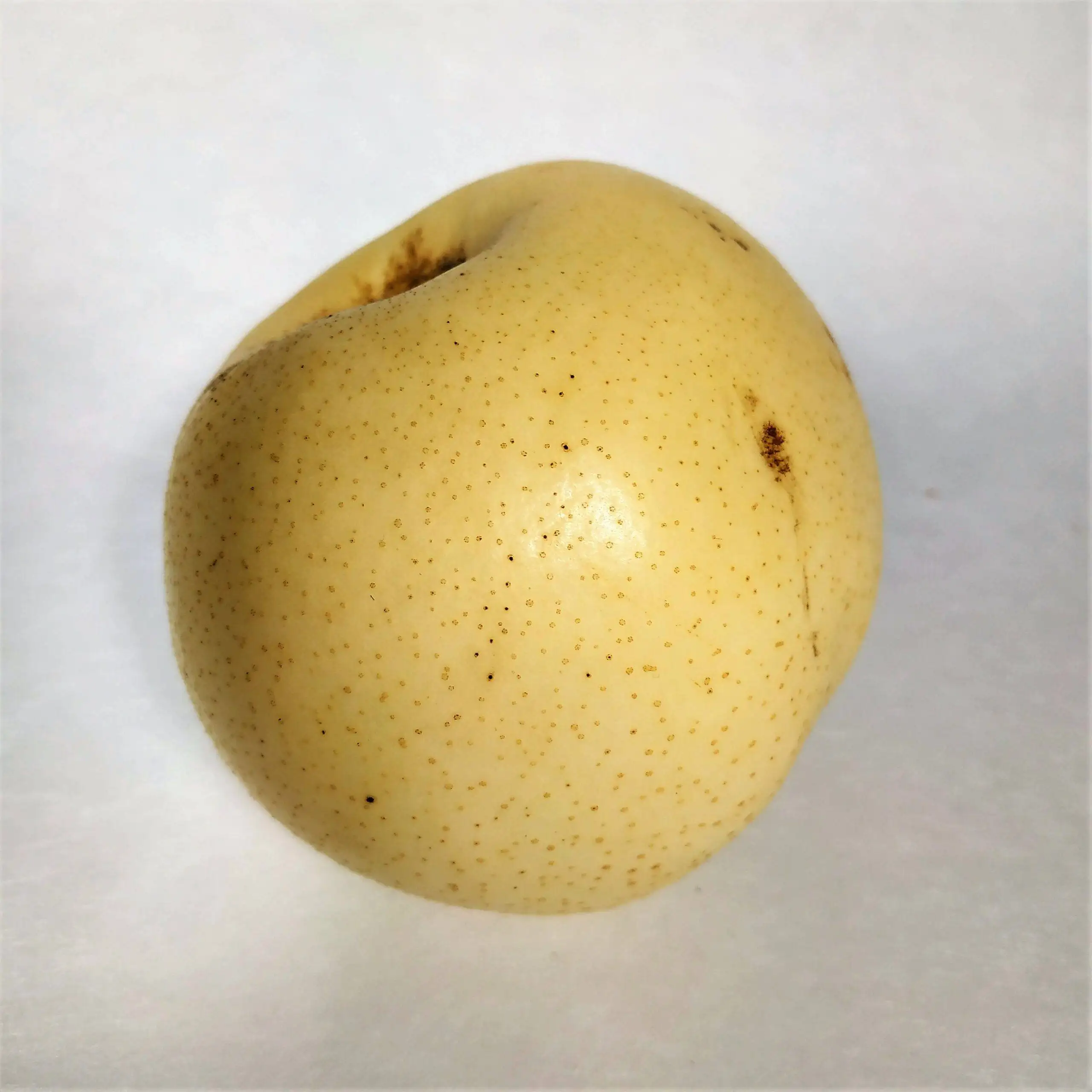 APPLE NASHI - KG POMME NASHI - KG
